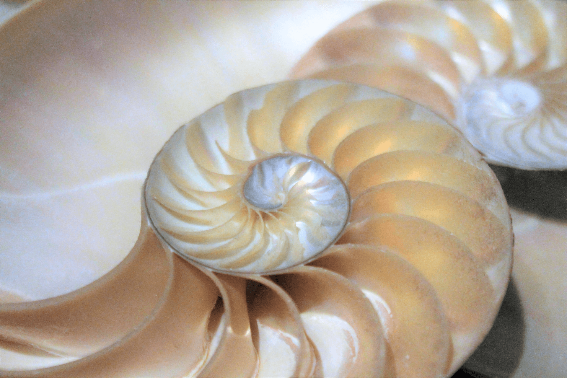 Fibonacci-Trading-Schnecke
